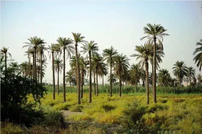 یک عدد زمین۳۰۰ متری مینوشهر جزیره مینو بخشداری