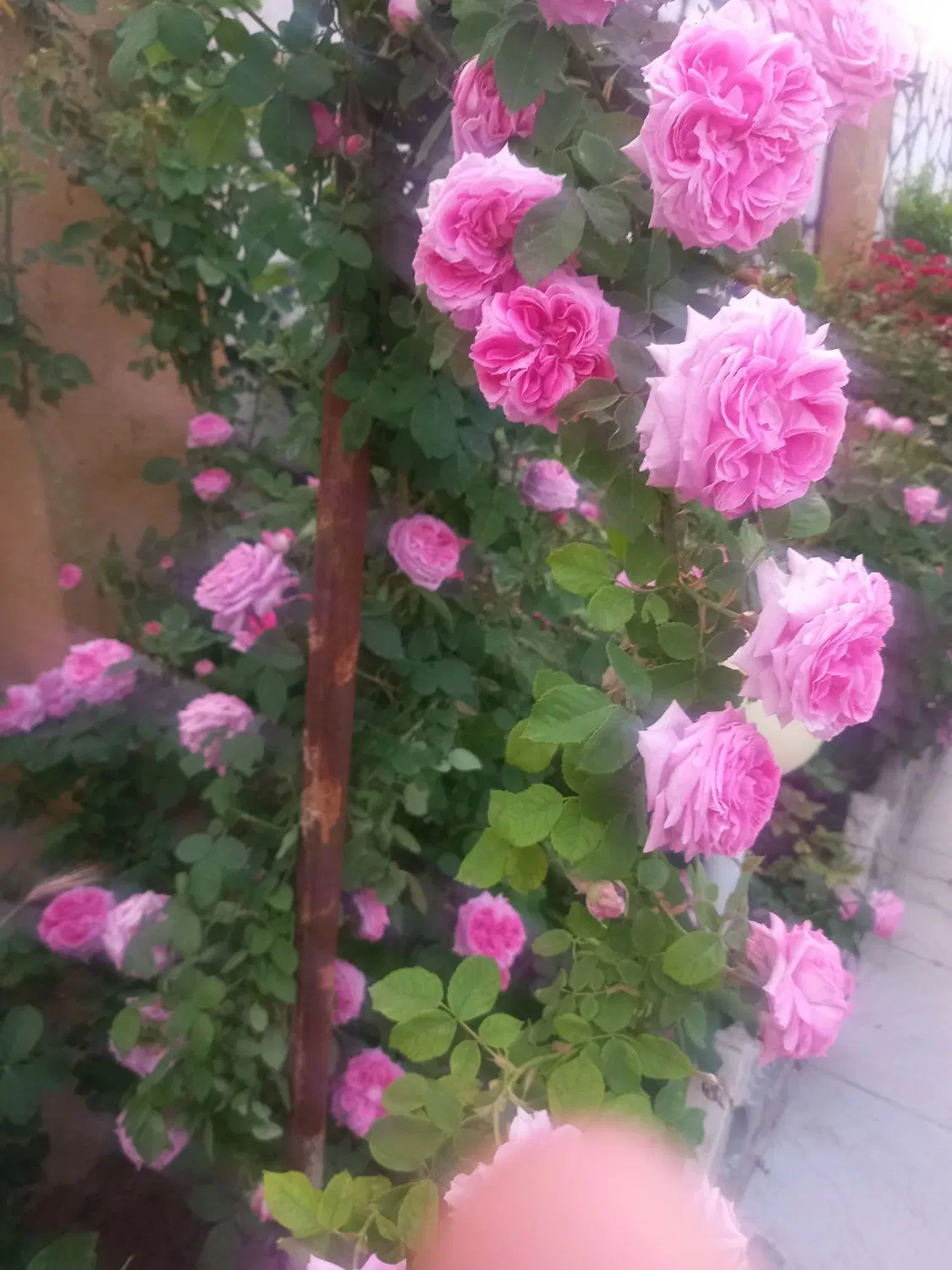 خونه باغ ۴۰۰ متری چسبیده بافت روستا