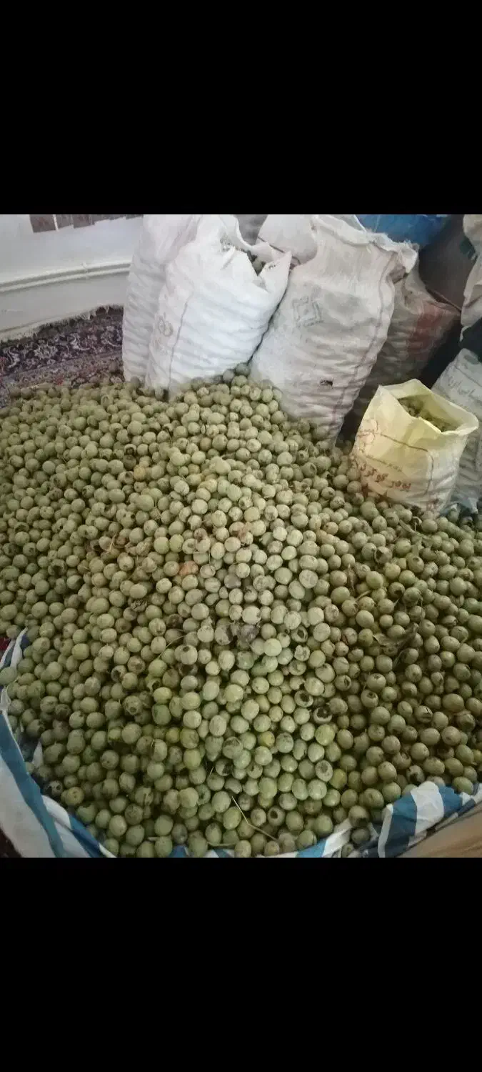 باغ گردو پر ثمر در وندرنی علیا