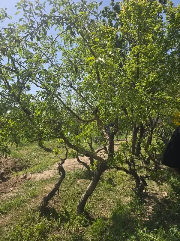 باغ و باغچه_سند تک برگ