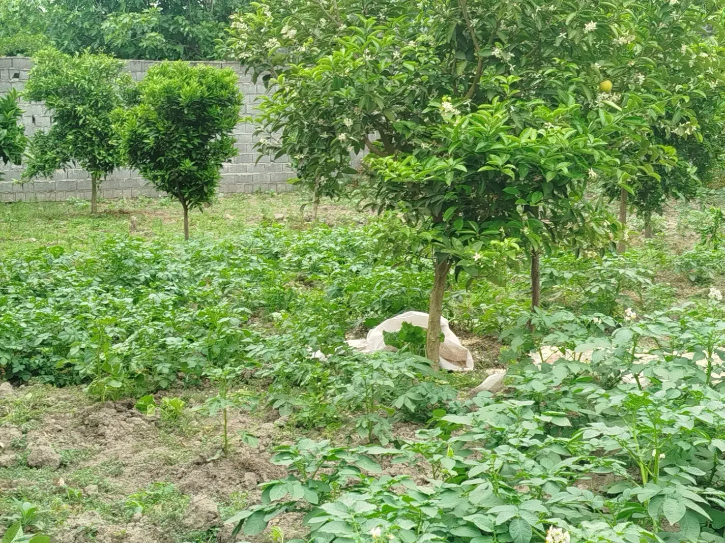 زمین باغی داخل بافت مسکونی کته پشت