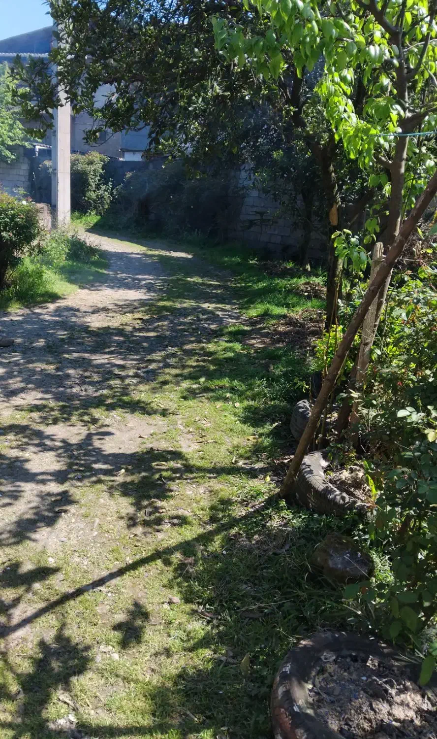 سوئیت تک خواب جنگلی