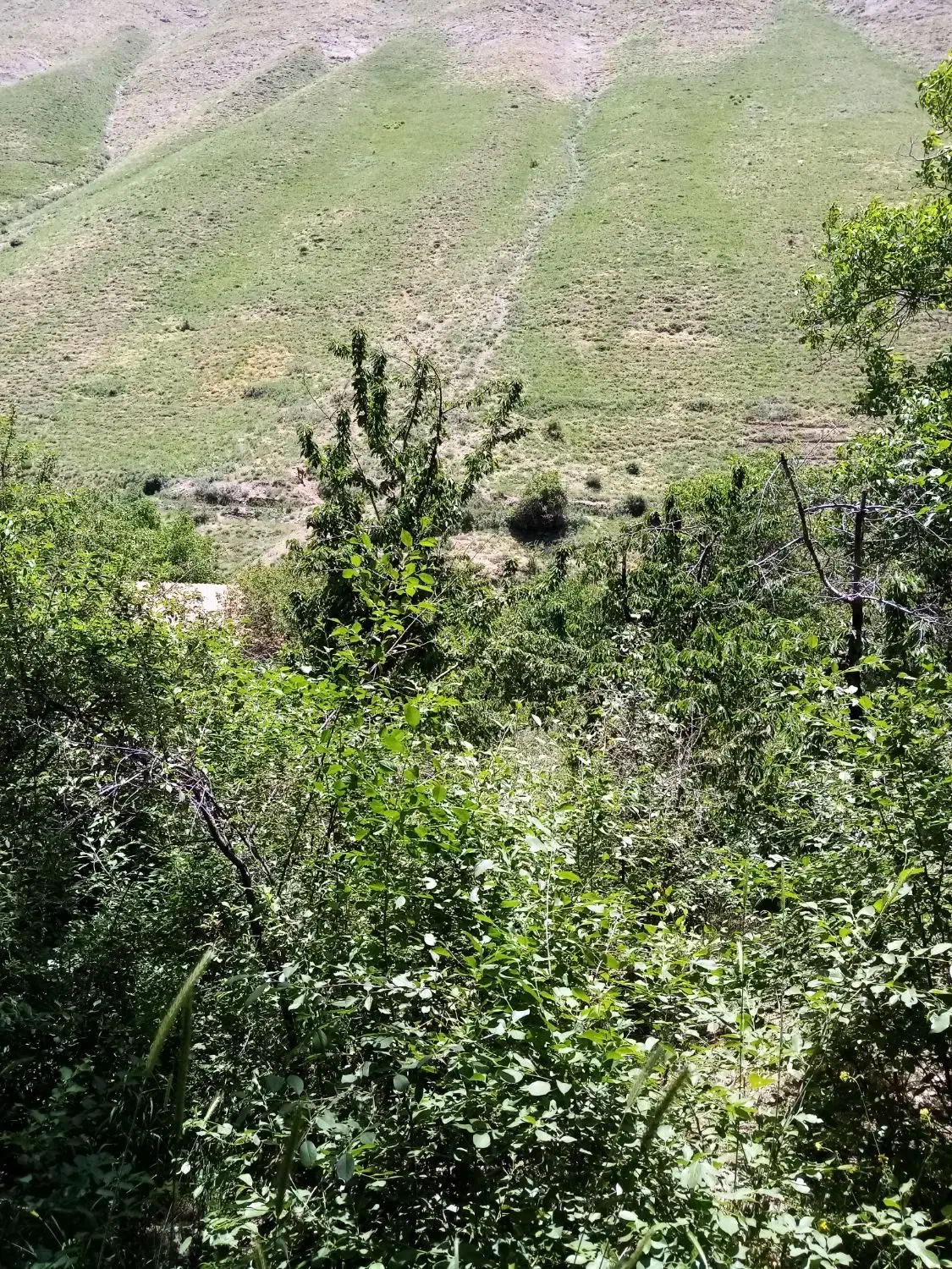باغ  میگون آهنگرک