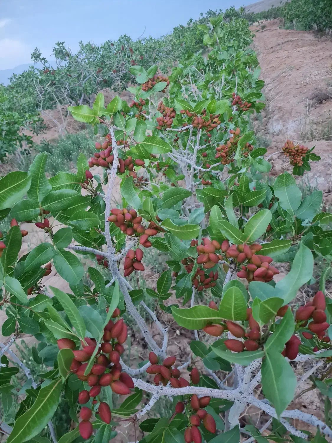 فروش باغ پسته