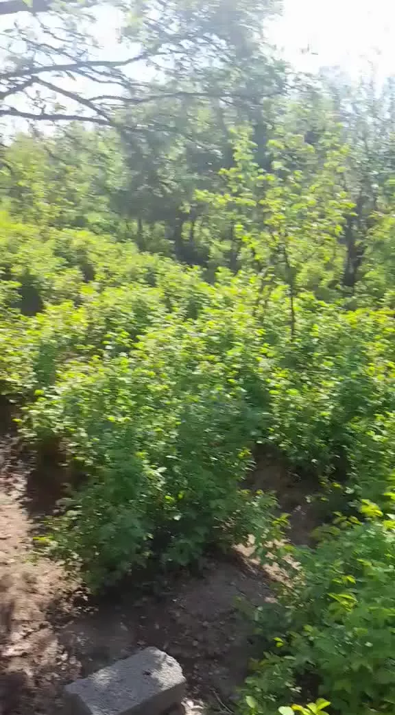 باغ