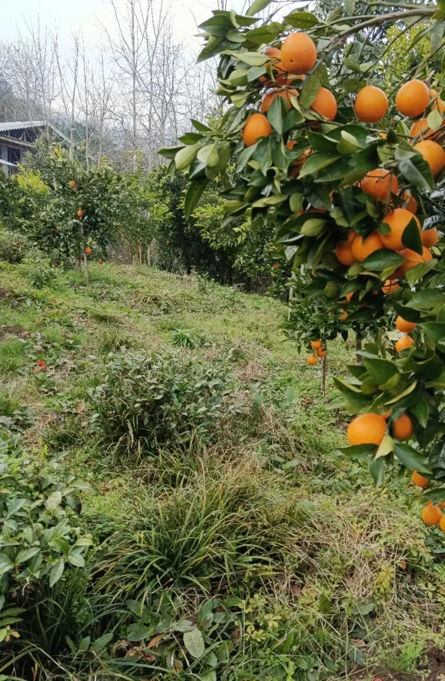 باغ چایی و مرکبات