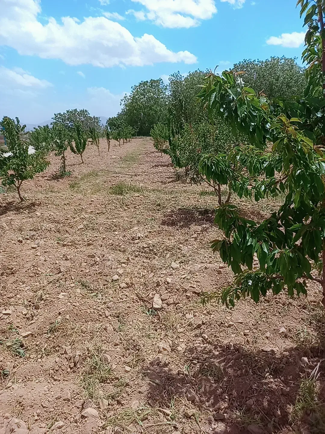 باغ تفریحی