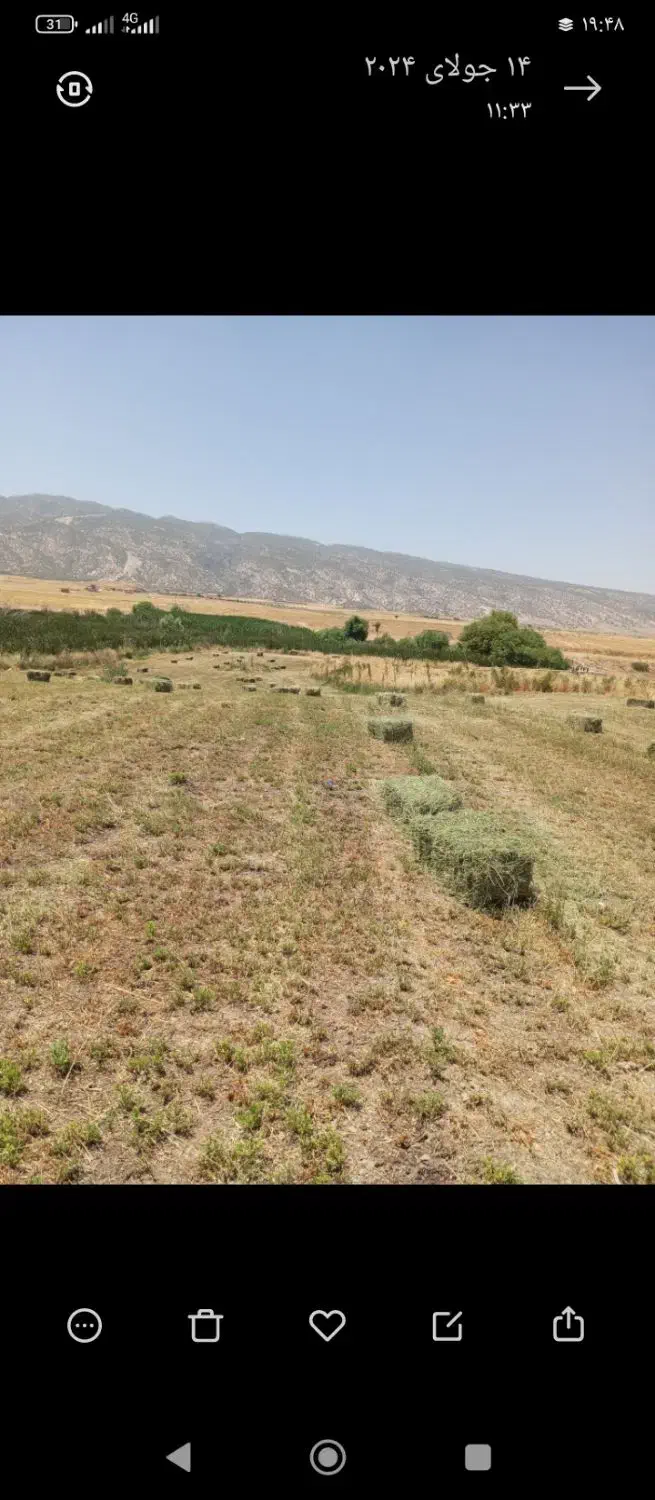 یونجه برش اول