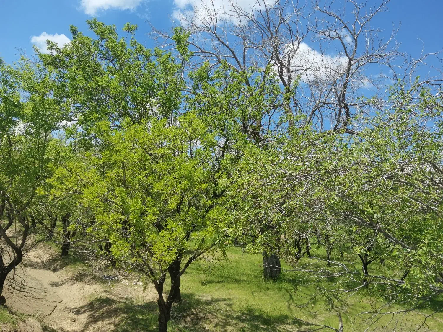 زمین باغی متری 1ملیون