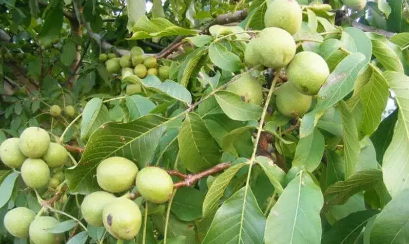 باغ اربطان