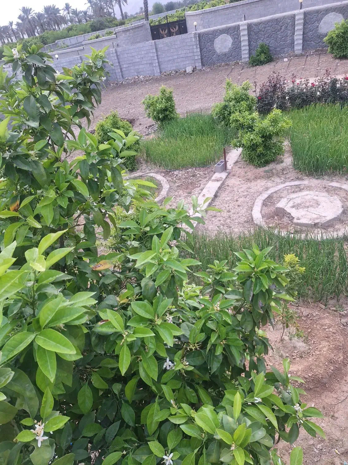 فروش باغچه
