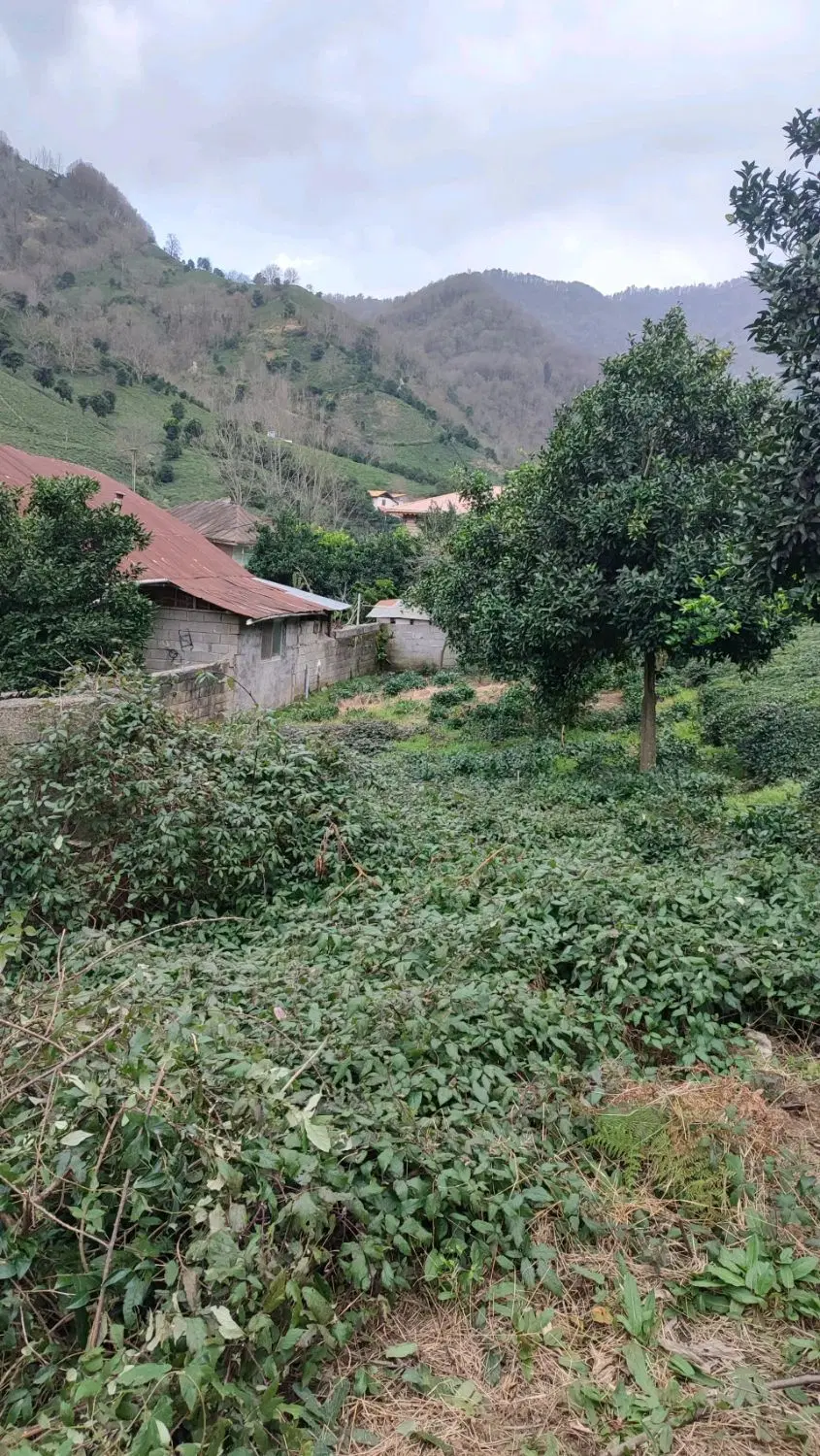 ۸۱ متر زمین با پروانه ساخت ویو ابدی باغ چای
