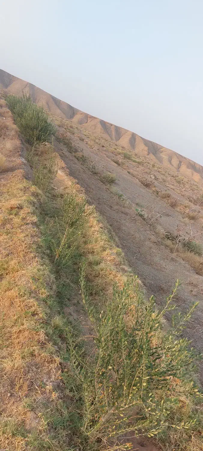 ۳هکتارزمین باآب۱_۵هکتارزیرکشت۷۲۰نهال پسته و زیتون