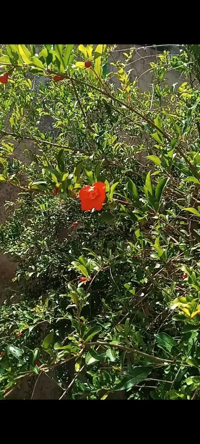 باغ در نصیرآباد