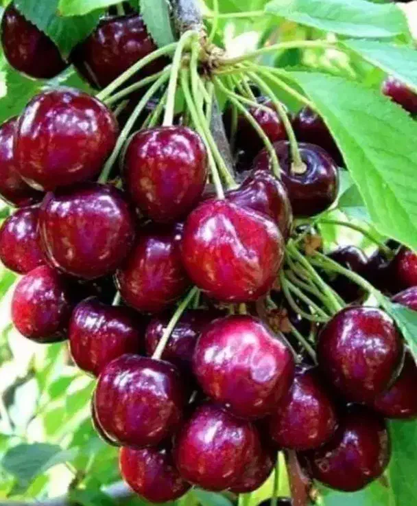 اجاره ب ا غ میوه 50% لطفاً توضیحات را خوب بخوانید