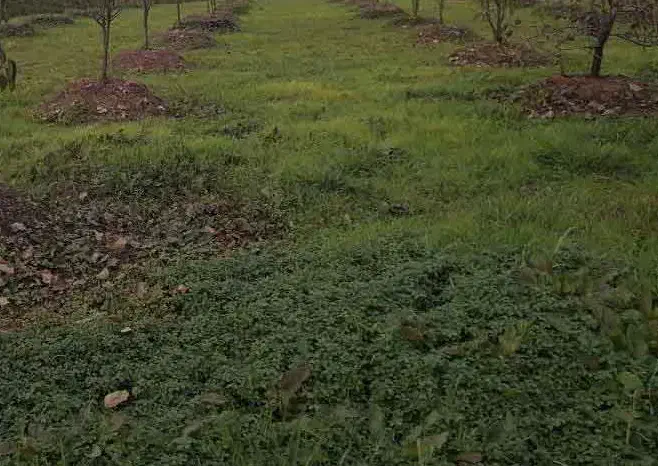 باغ ۲۰۰۰ متری نزدیک بیجار