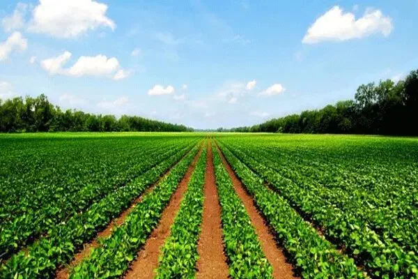 فروش زمین کشاورزی را به من بسپارید