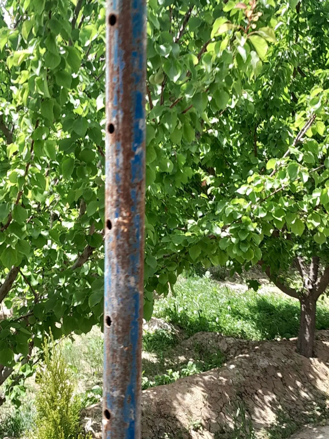 فروش باغ وزمین