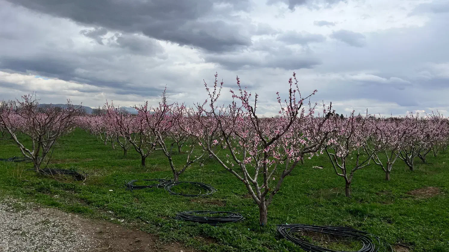 باغ کشاورزی بارده