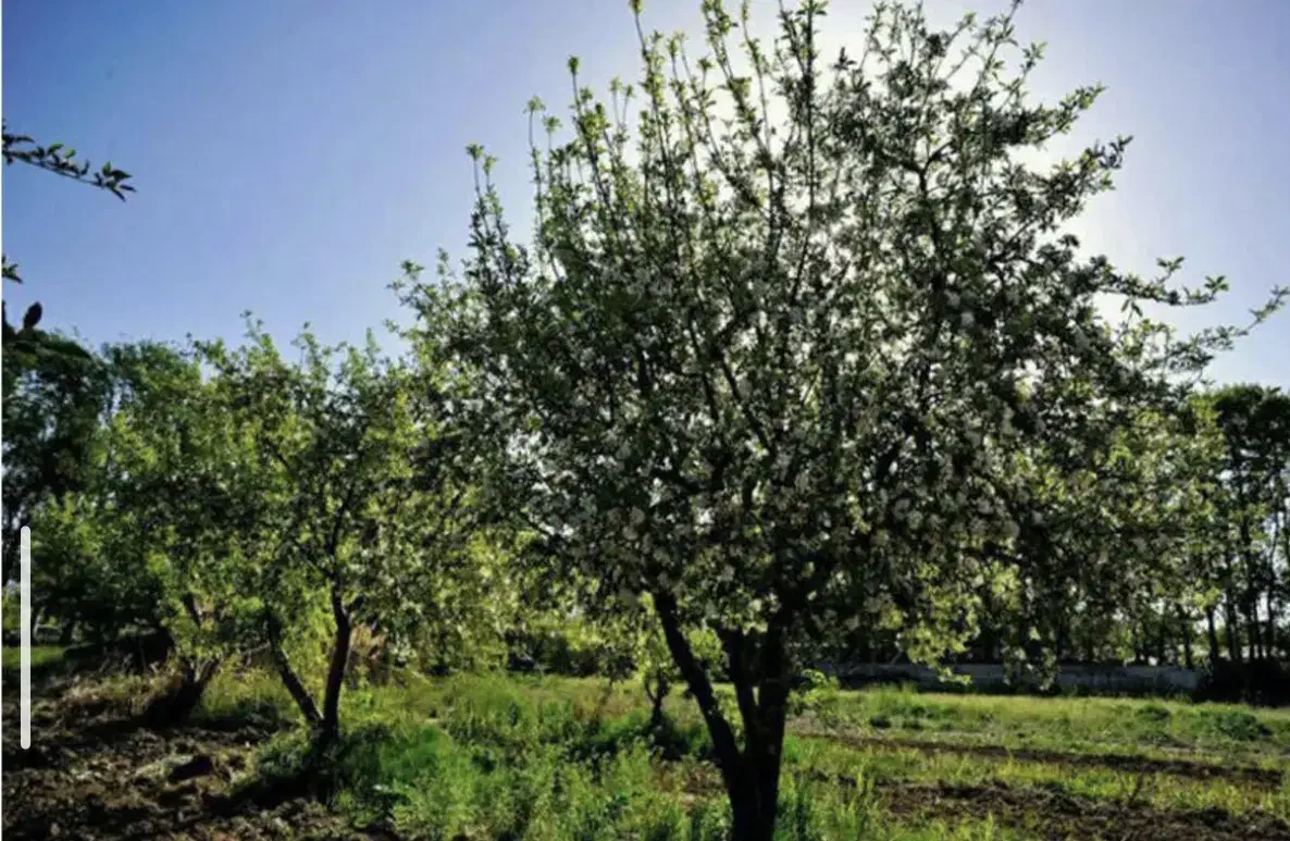 خانه باغ سیب نزدیک شهر