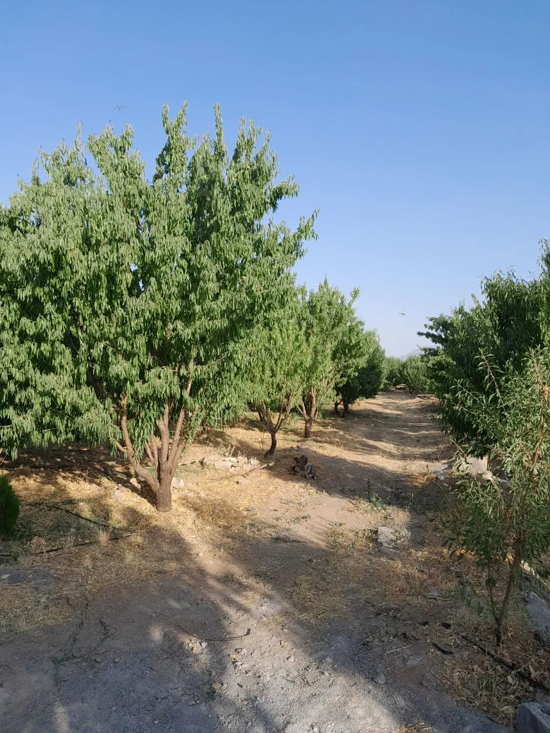 باغی خوشگل در زمانخان
