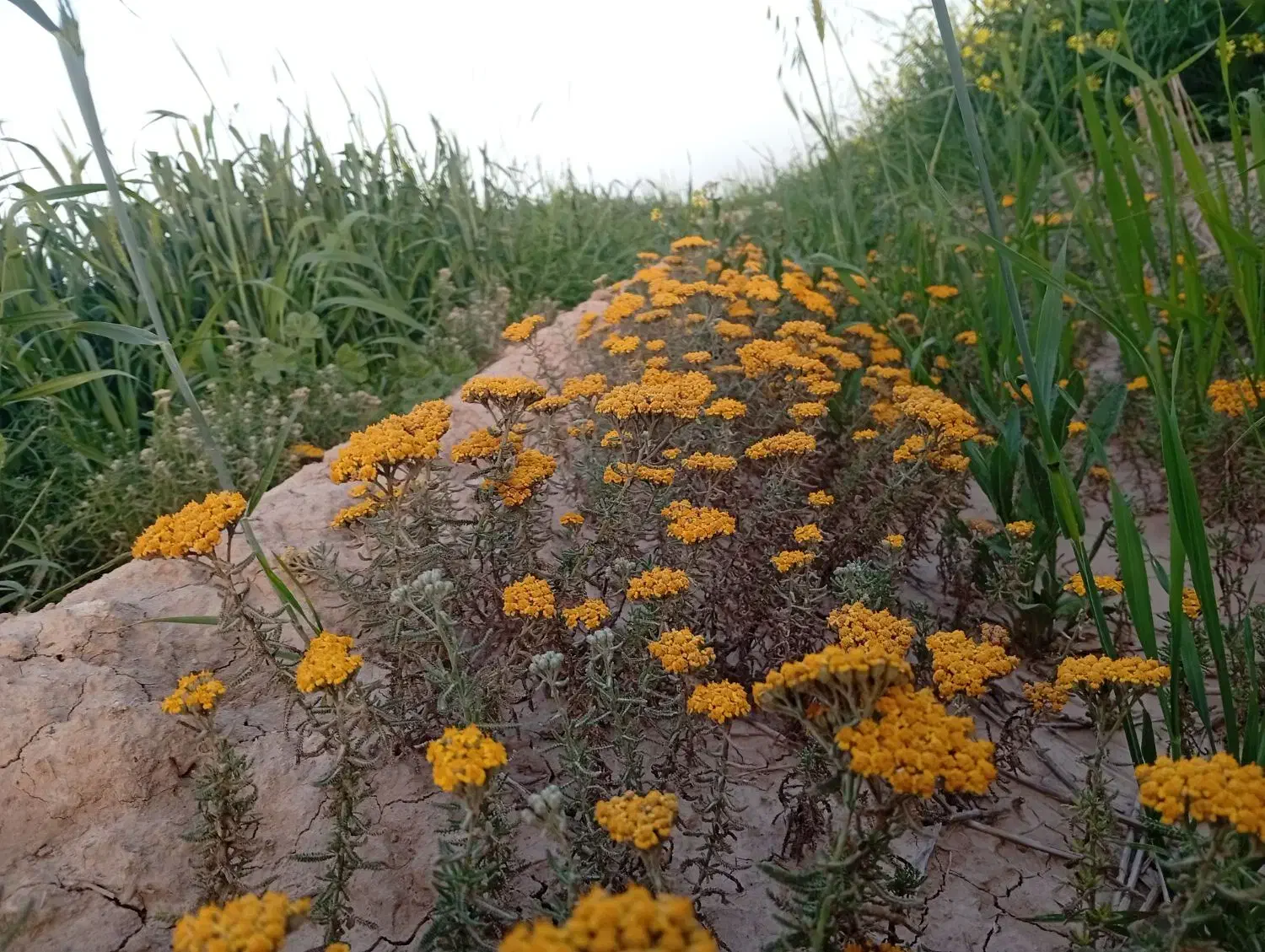 سرمایه گذاری