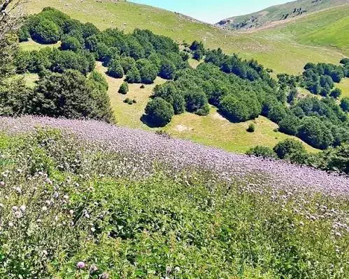 فروش زمین روستایی در گیلان