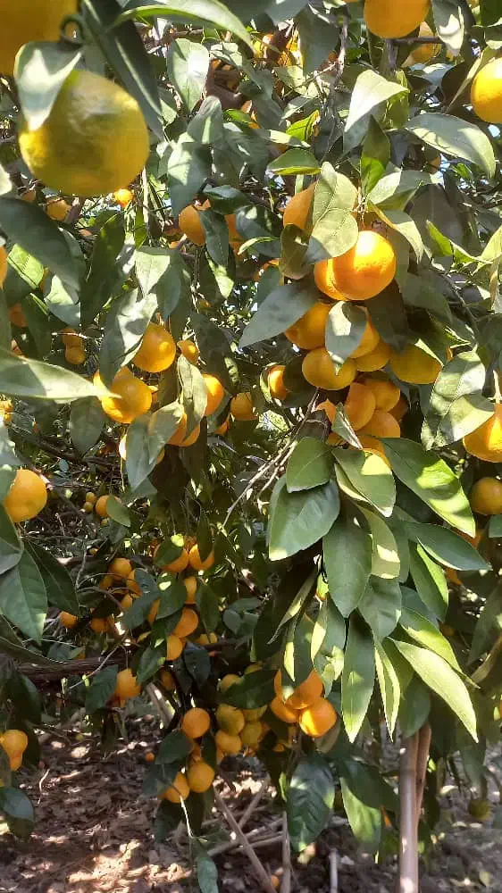 فروش خونه سرا خونه باغ