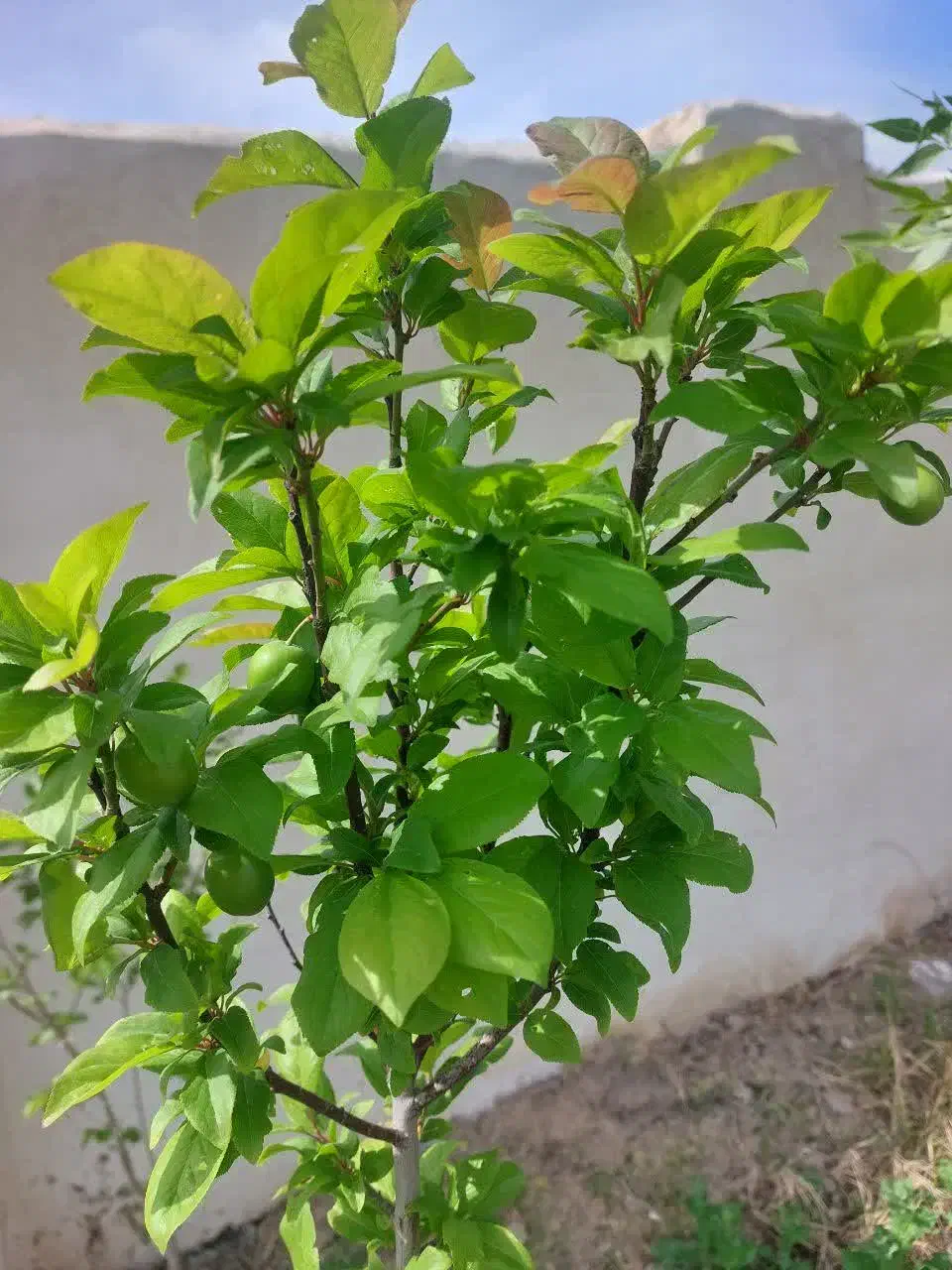 خونه ویلا