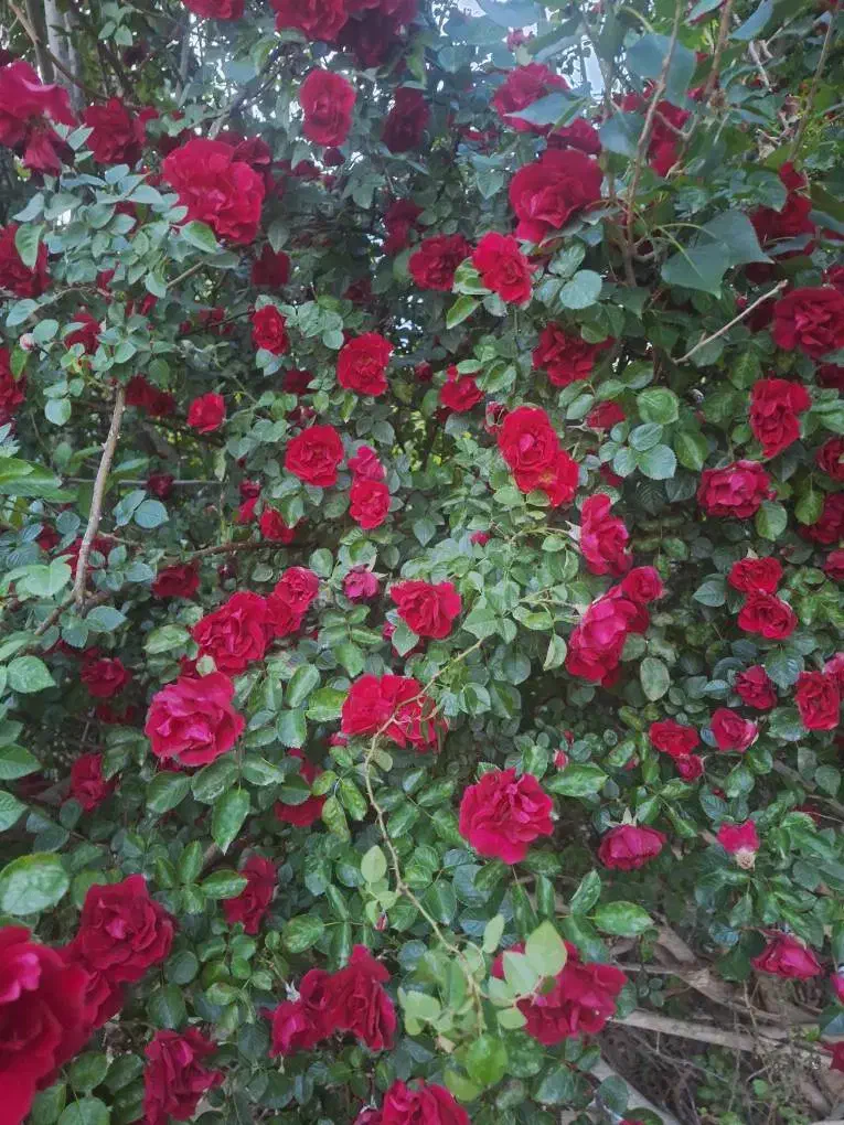 باغچه ۳۰۰ متری شهاب شهر