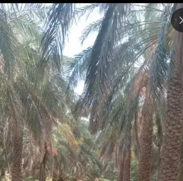 فروش باغ خرما(اکبر آباد)
