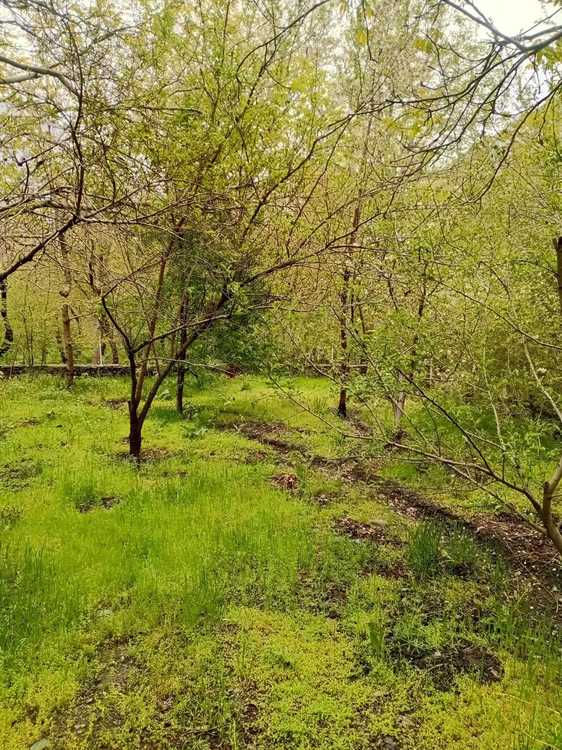 باغ ویلا طرقبه جاغرق روستای کردینه