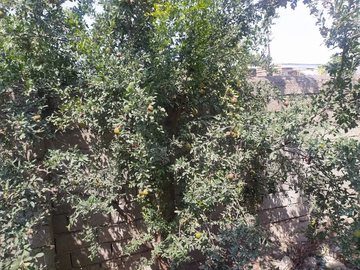 فروش زمین مسکونی در شهر رامیان