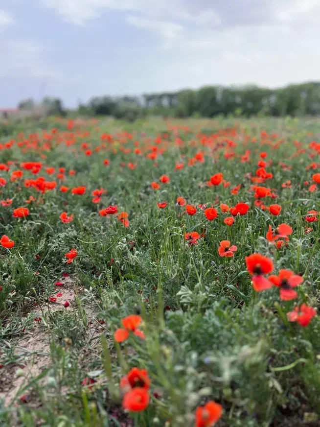 سرمایه گذاری ملکی زمین صنعتی فوری زیر قیمت