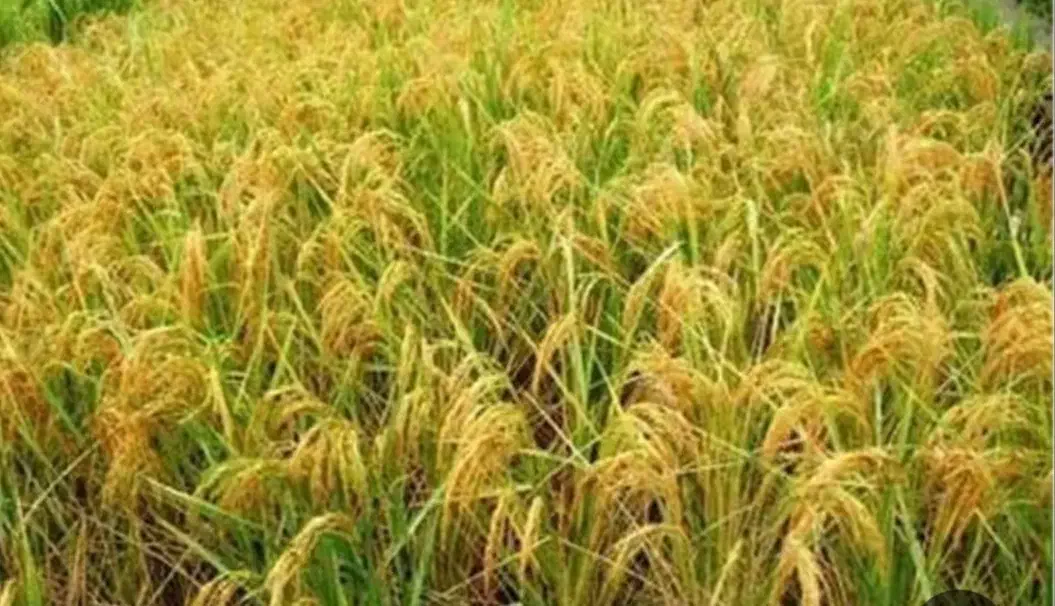 مزرعه مکانیزه 1700متربه عبارتی 170درز محلی