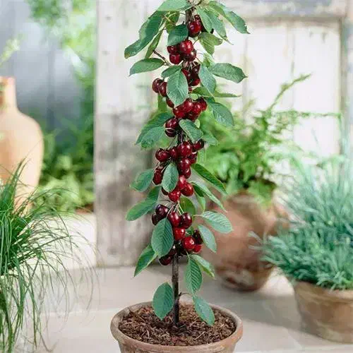 باغ گیلاس