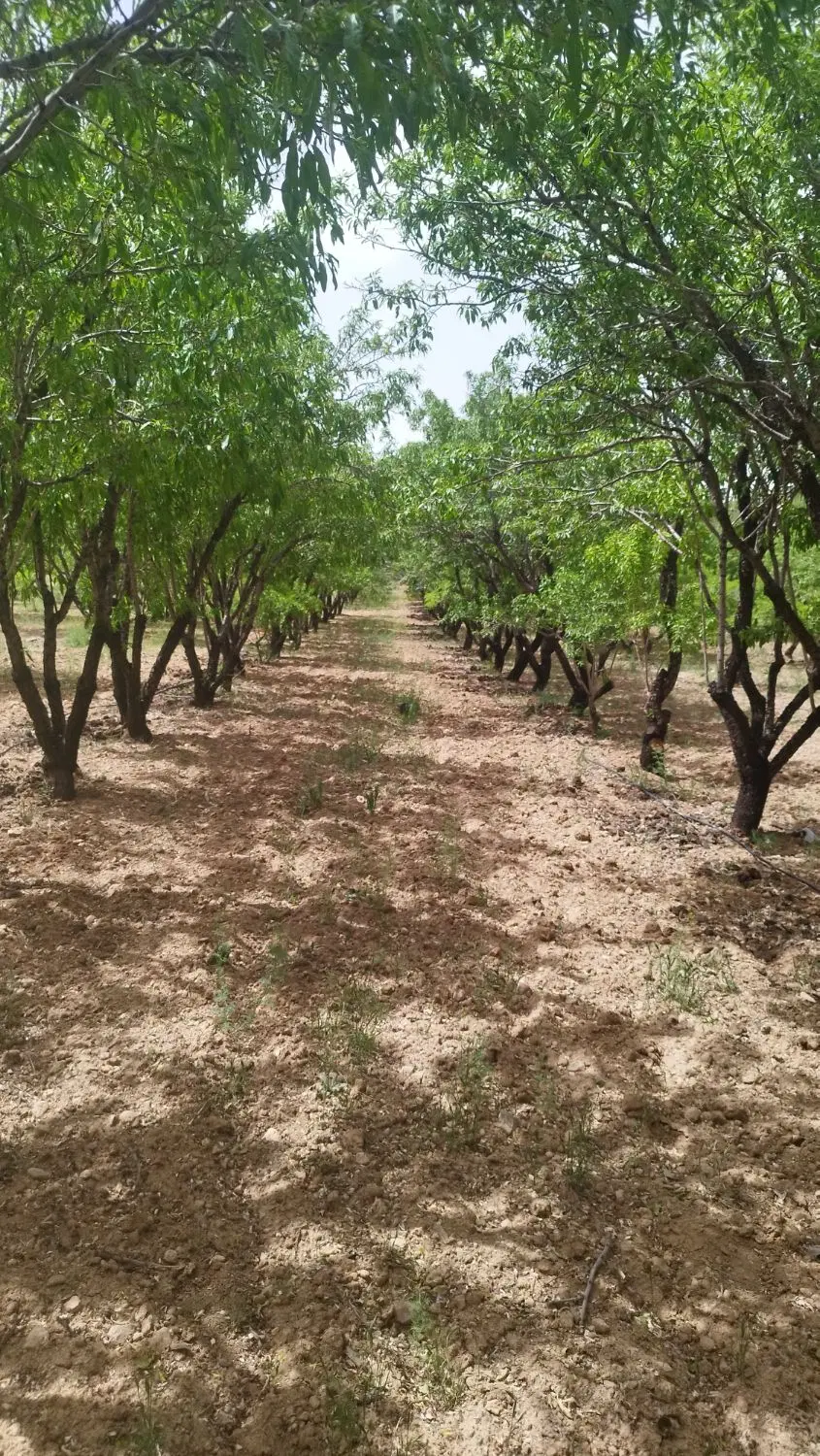 زمین باغی