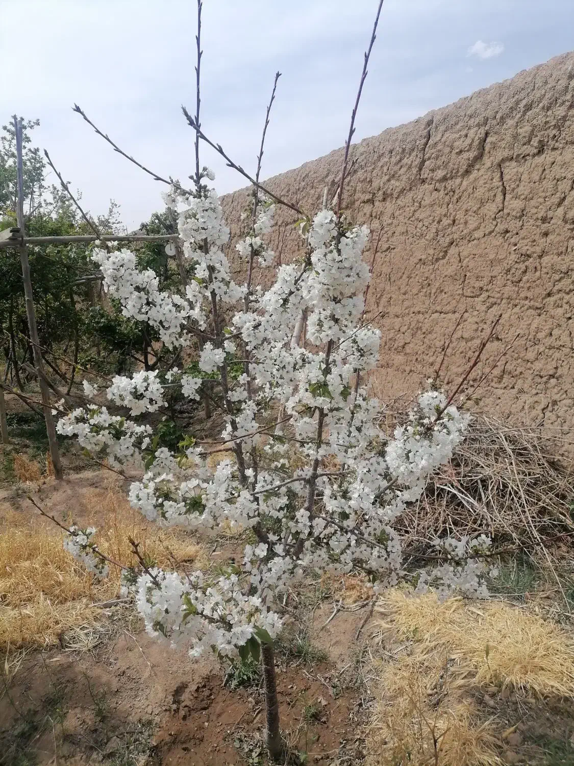 باغ هزار ۱۰۰۰ متری قلعه سفید گلدشت معاوضه با منزل