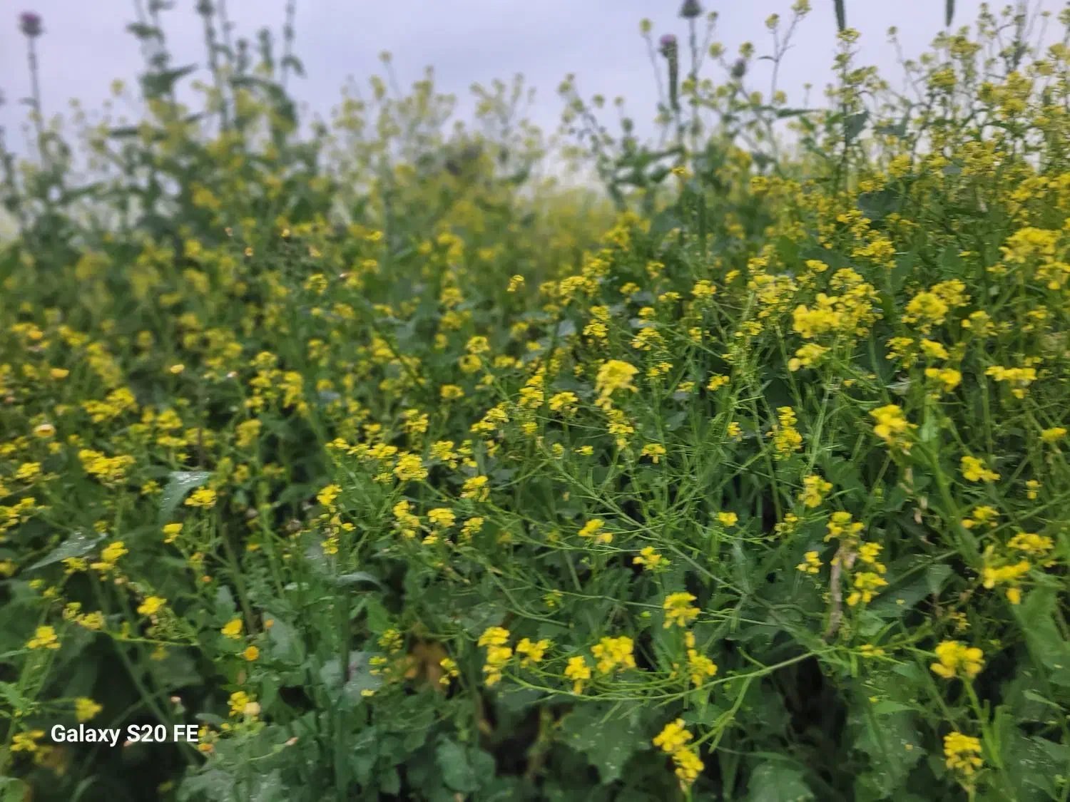 فروش زمین با مجوز گلخانه ‌ و امکاات  برق گاز