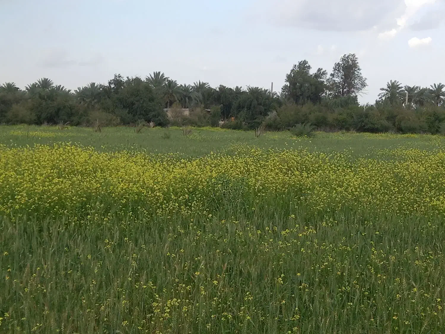 فروش زمین وارثان