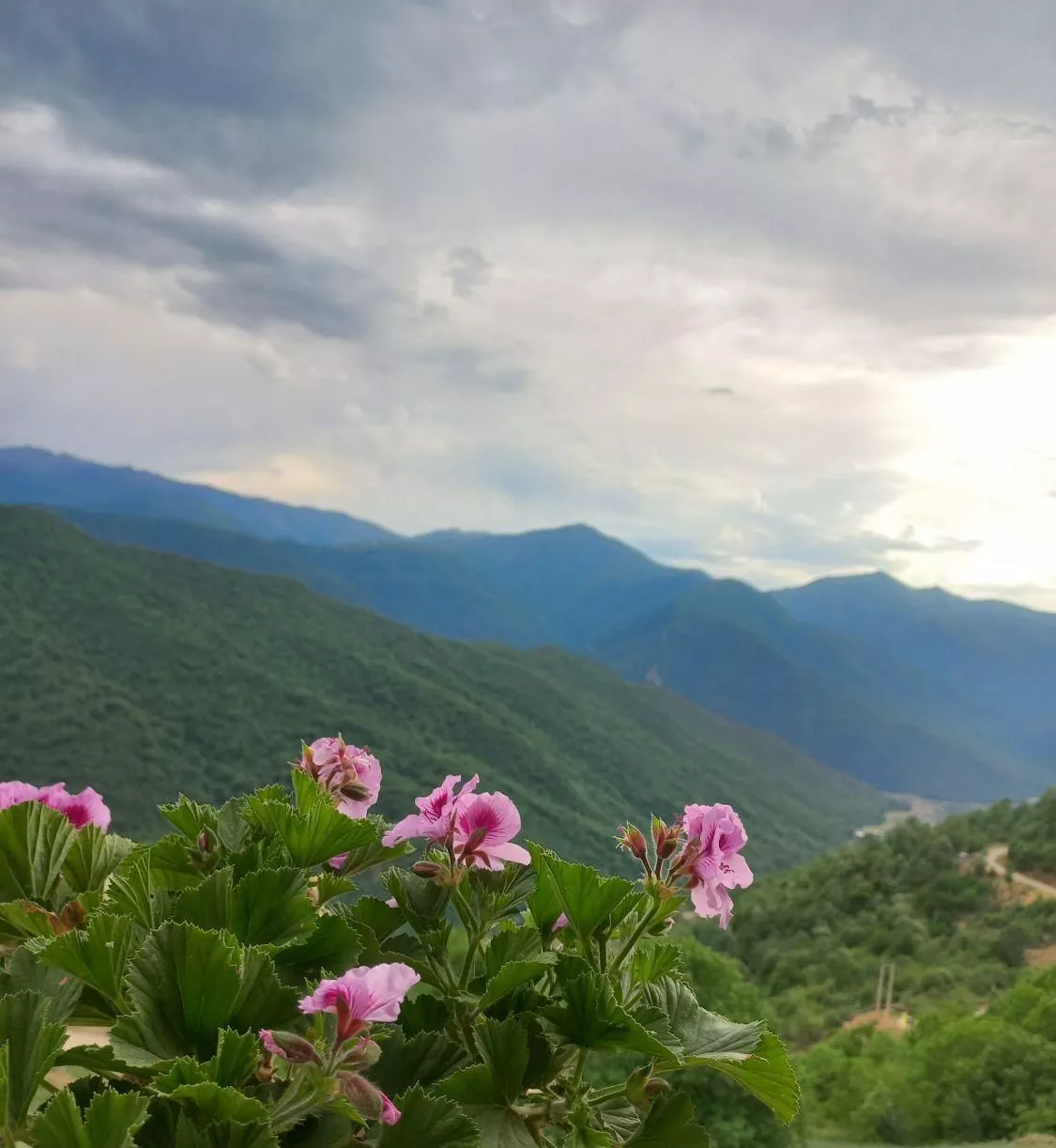 ویلای جنگلی