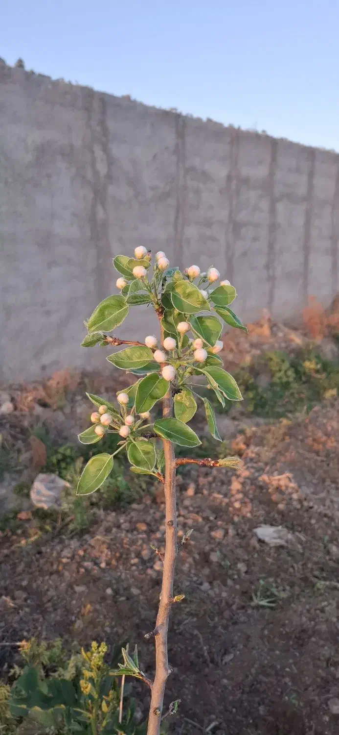 زمین برای ساخت ویلا