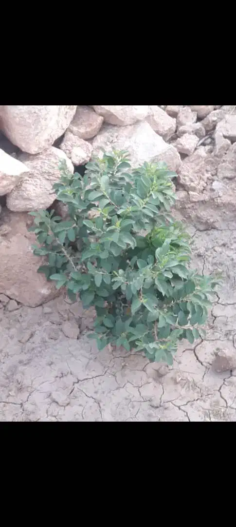 زمین باغی