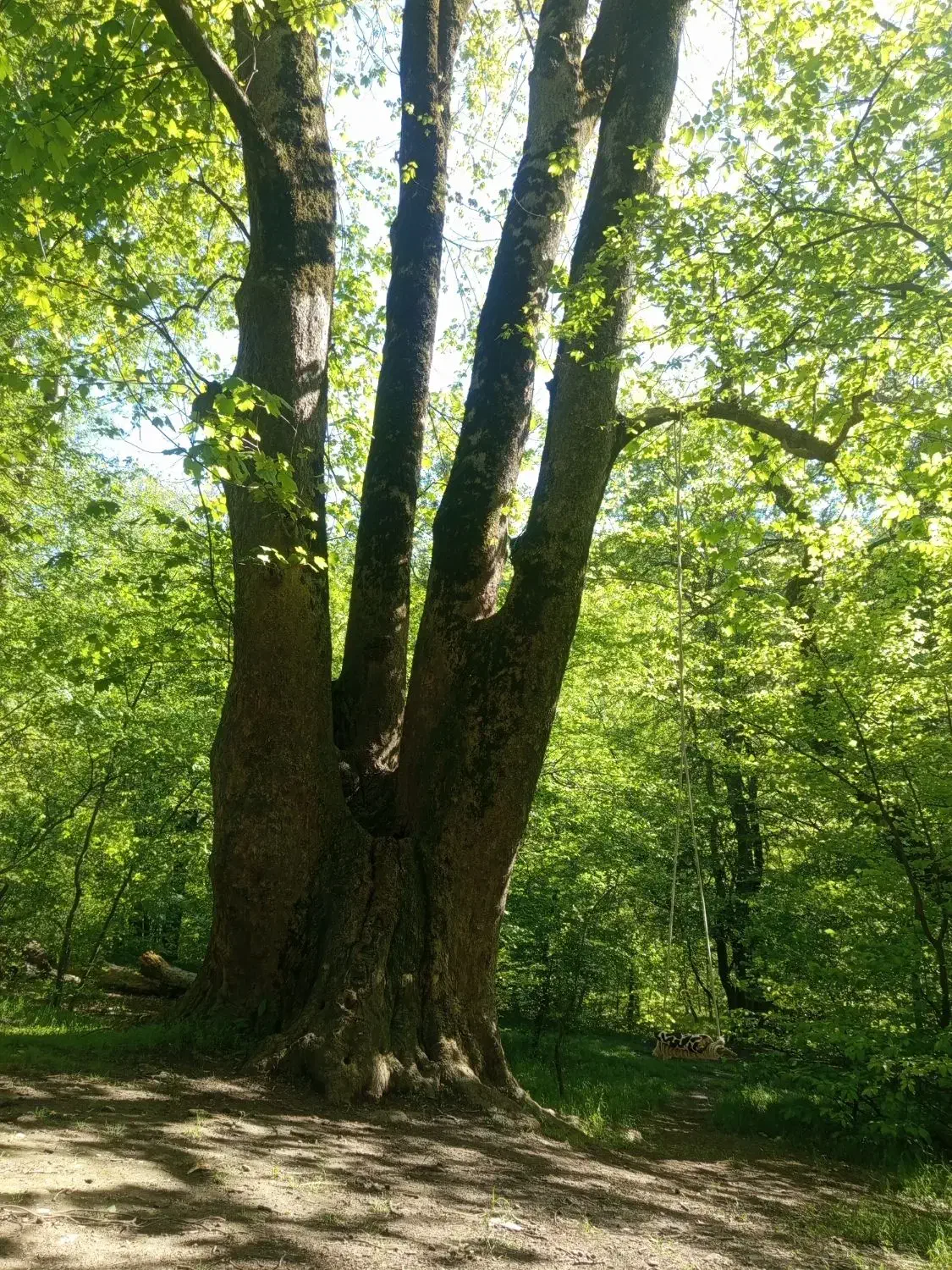 زمین کشاورزی