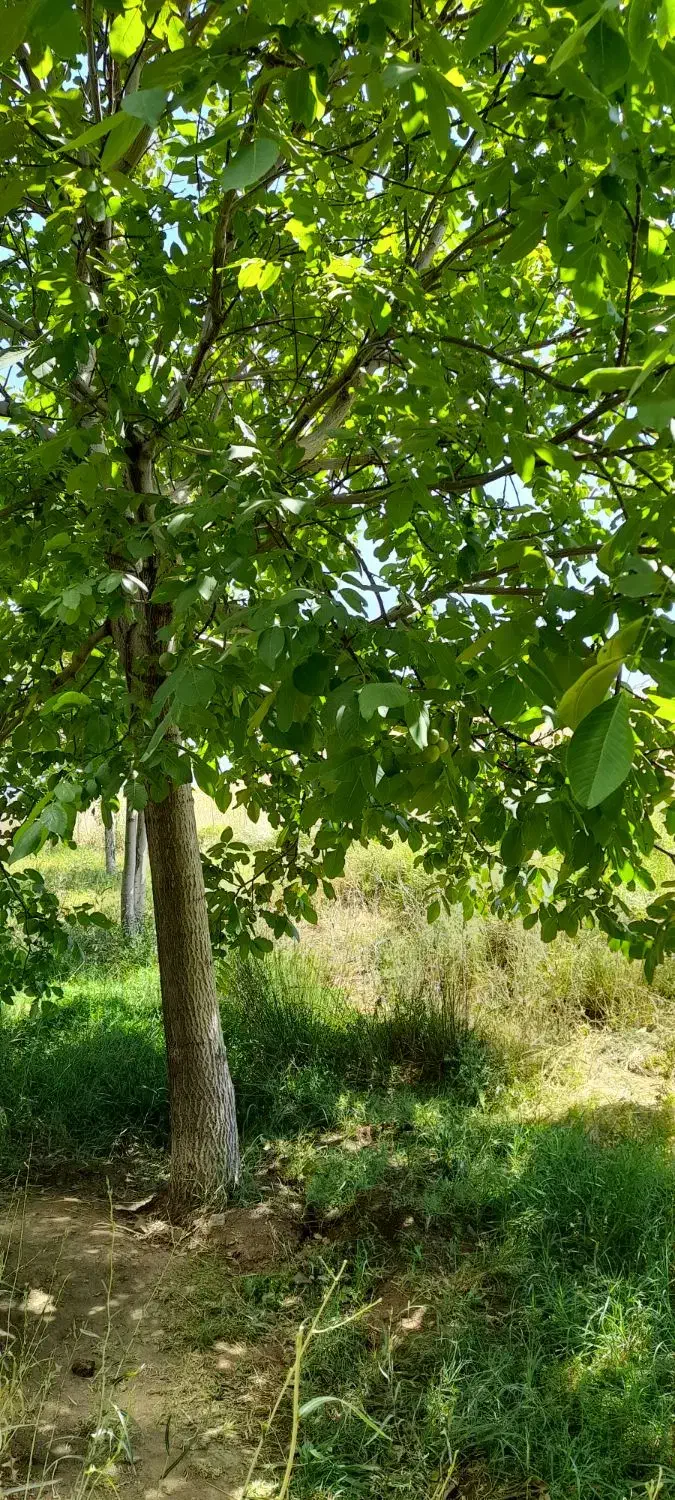 دامداری کوچک ۴۰ راسی
