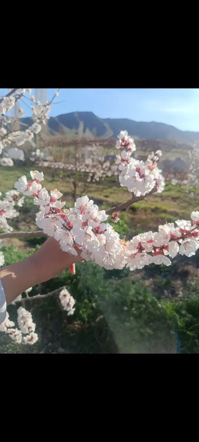 فروش باغ