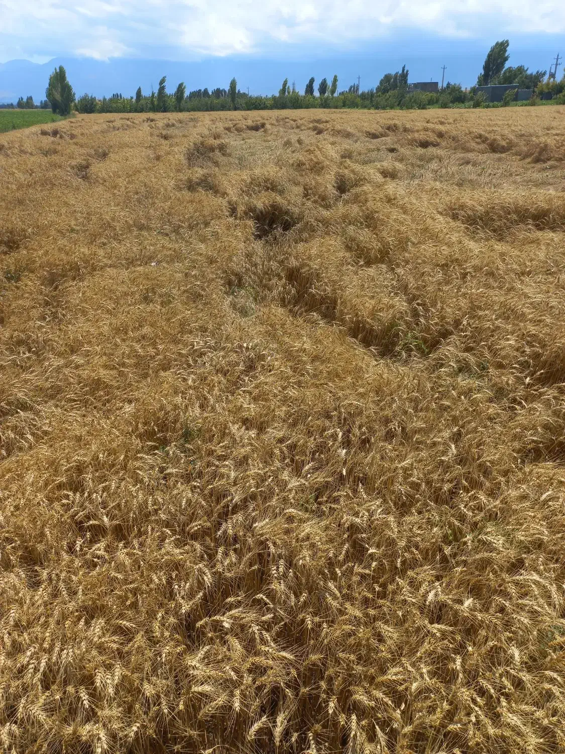 زمین زراعی برای خانه باغ