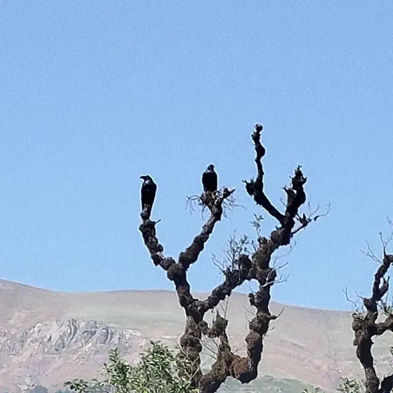 هم خانه،  دانشجوی هنر .