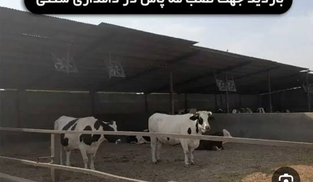 اجاره گاوداری در شهرک دامداران