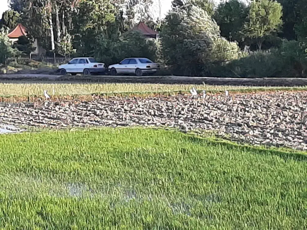زمین کشاورزی با آب